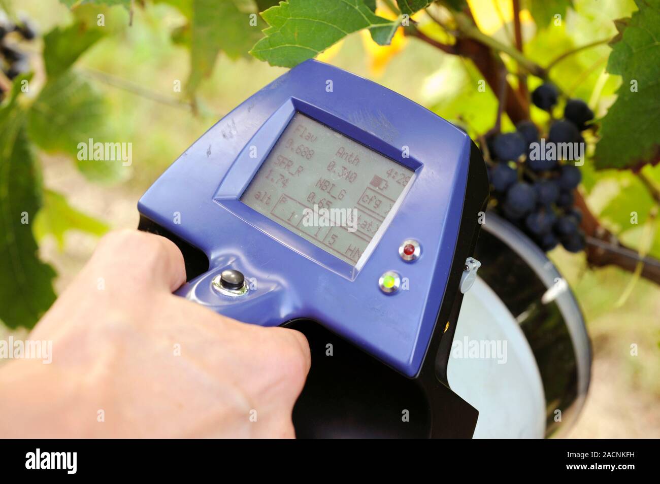 Measuring the maturity of grapes. Person using a handheld meter to