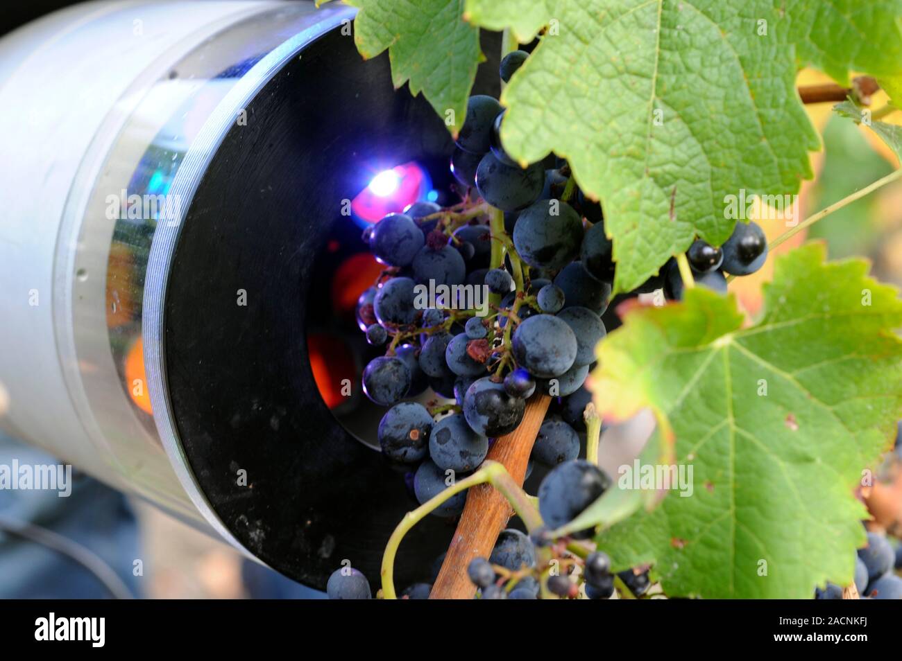 Measuring the maturity of grapes. Person using a handheld meter to