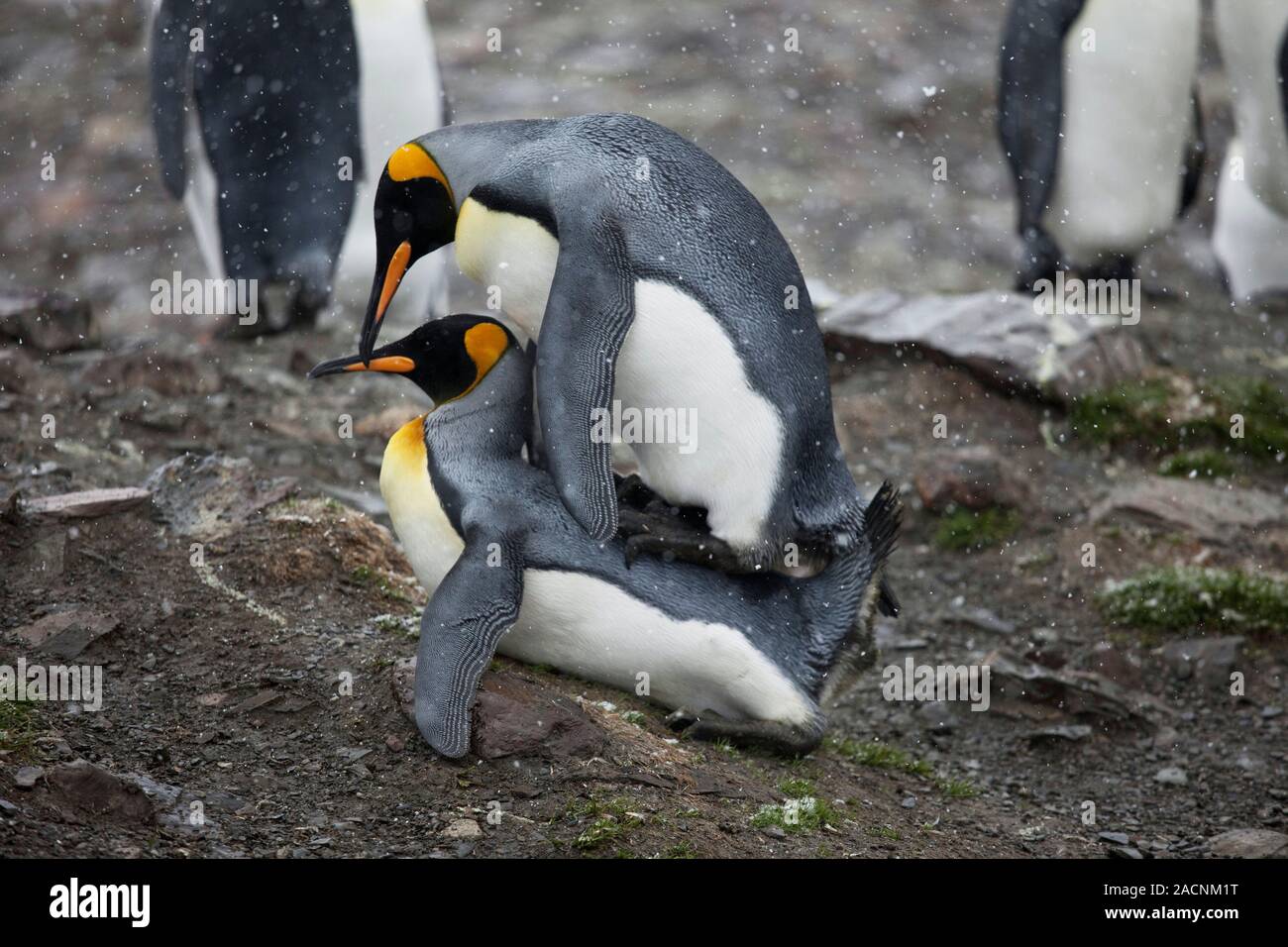 King penguins mating. The king penguin (Aptenodytes patagonicus) is the