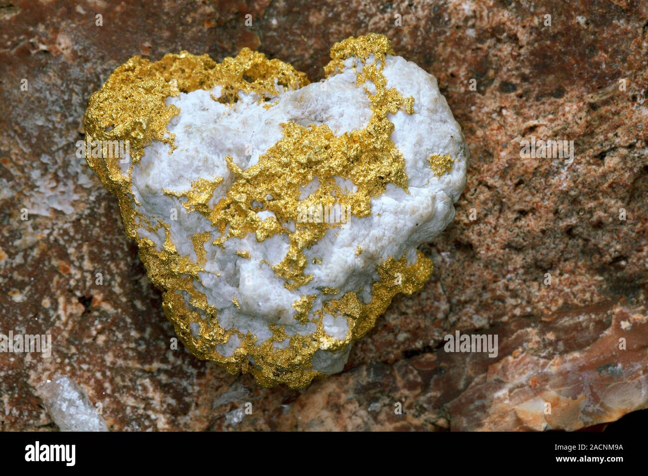 Native gold on quartzite. Close-up of a vein of gold in a quartzite ...