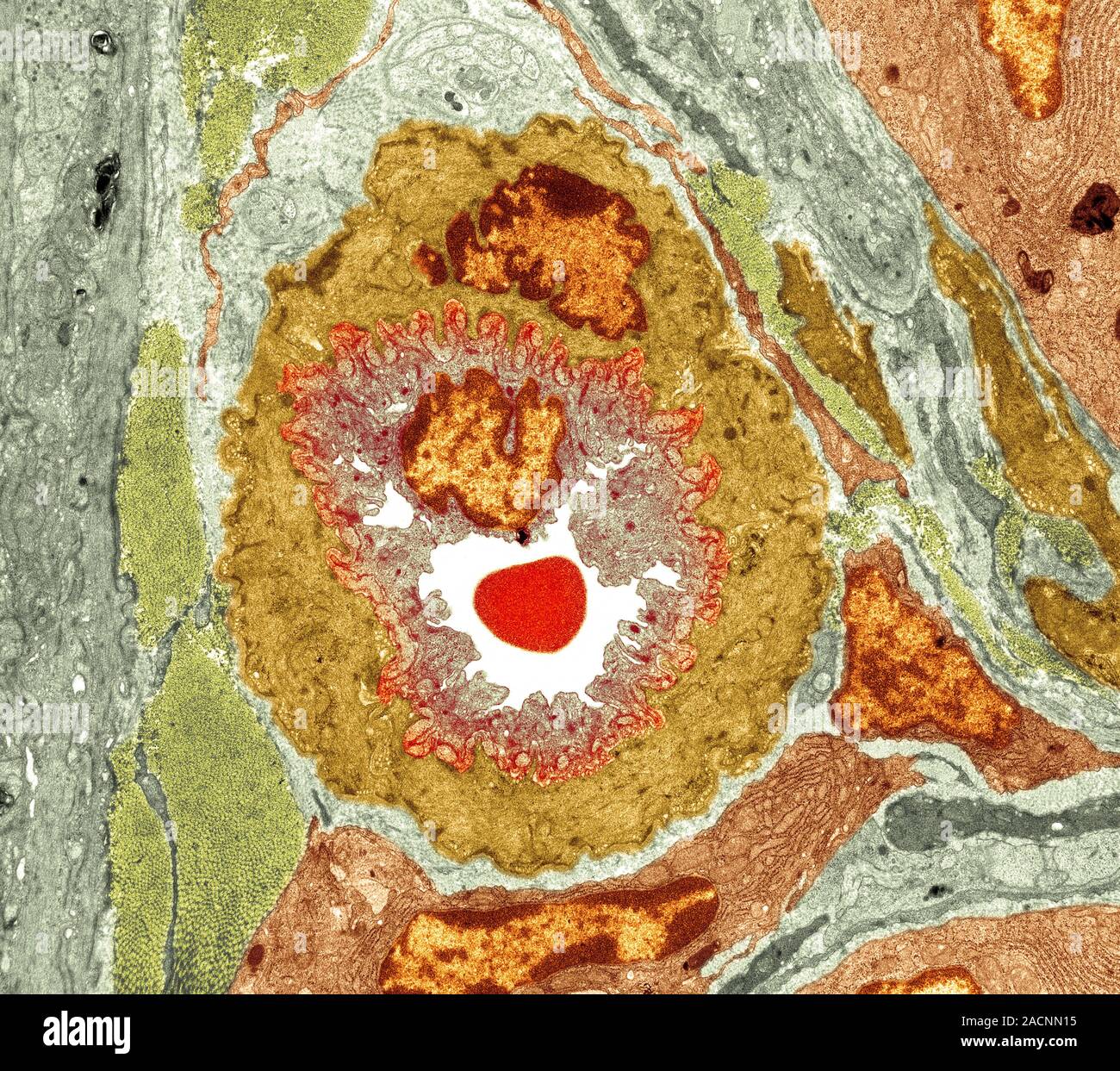Intestinal arteriole. Transmission electron micrograph (TEM) of a ...