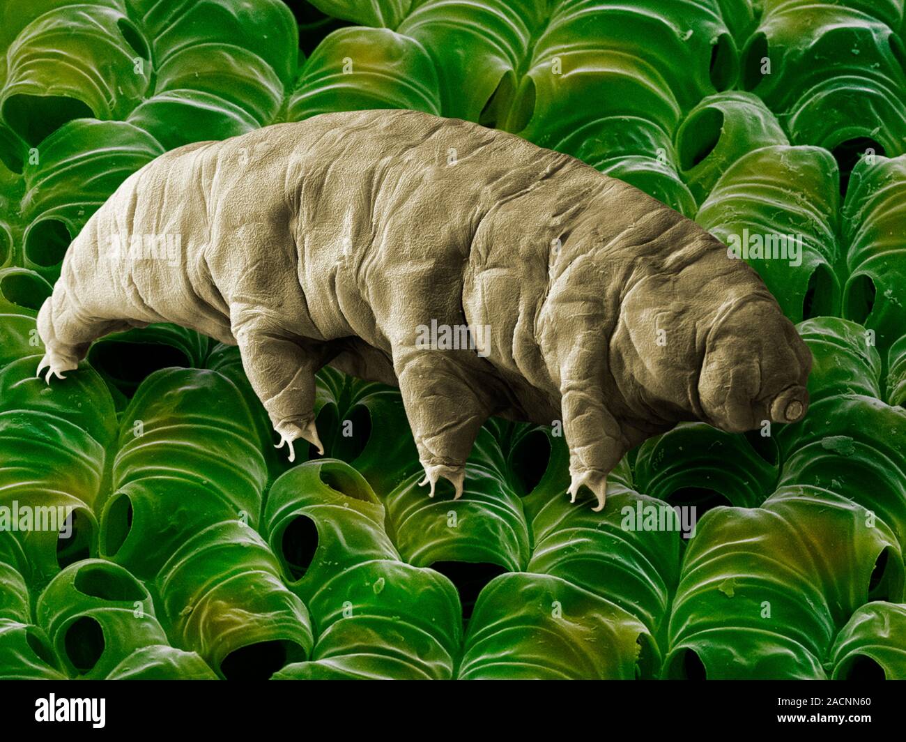 Water bear or tardigrade. Scanning electron micrograph (SEM) of a water