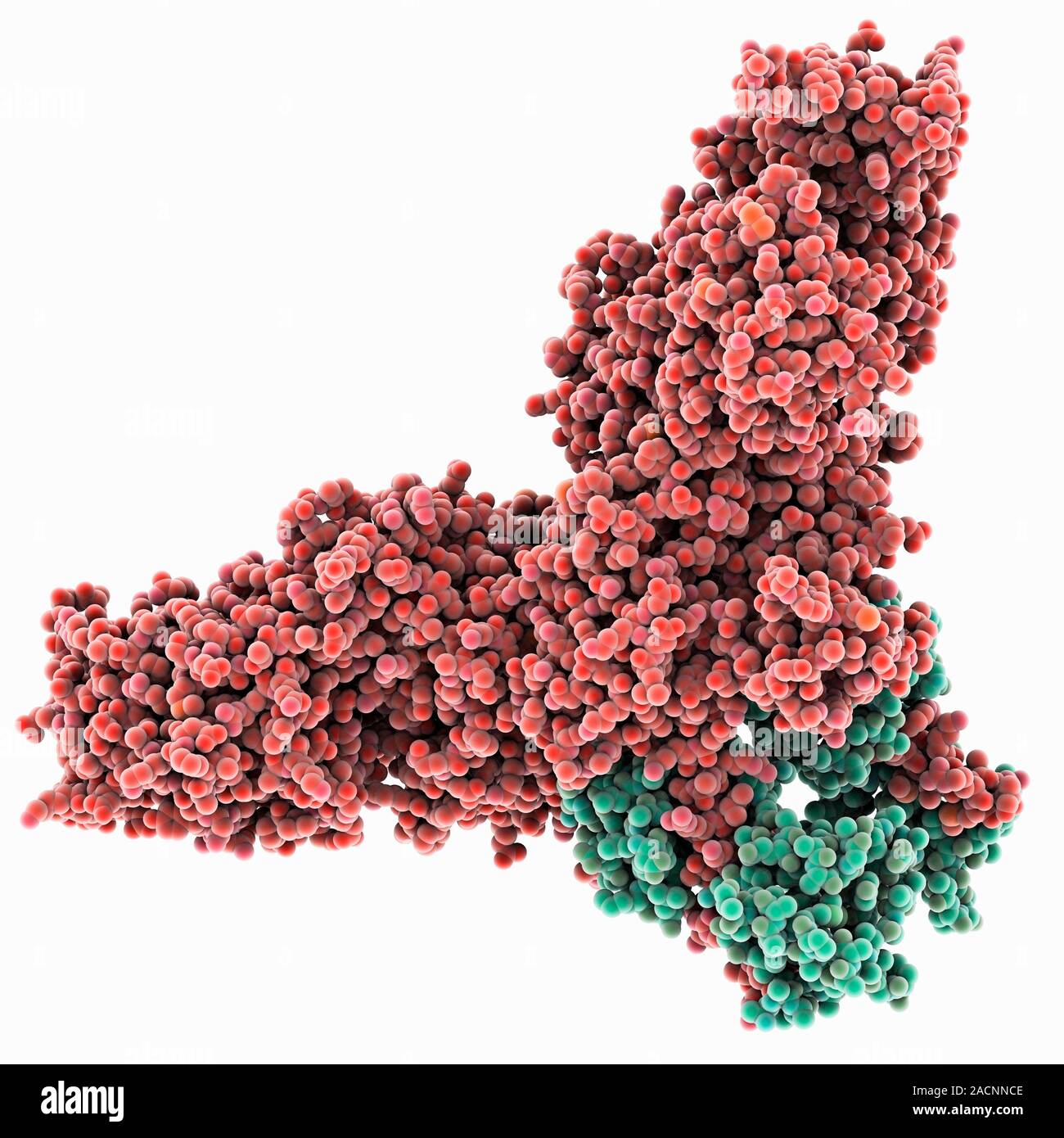 Molecular motor protein. Computer model showing the structure of a two ...