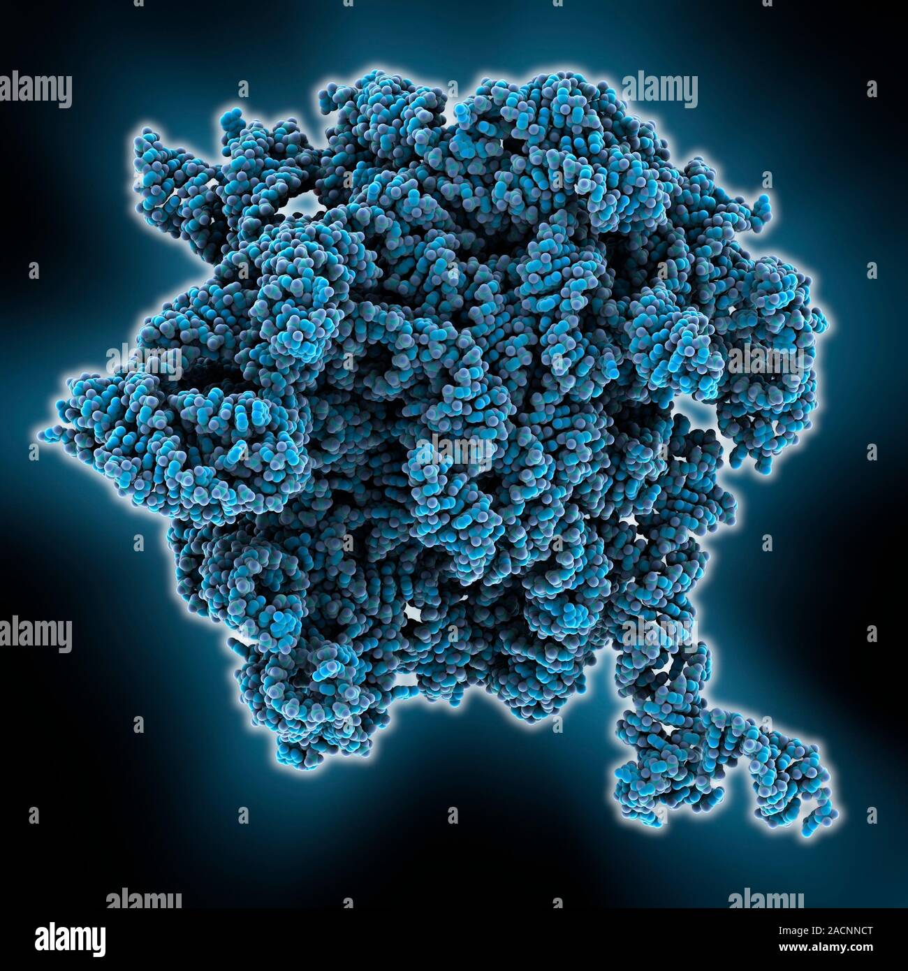 Bacterial ribosome. Molecular model of a 50S (large) ribosomal subunit