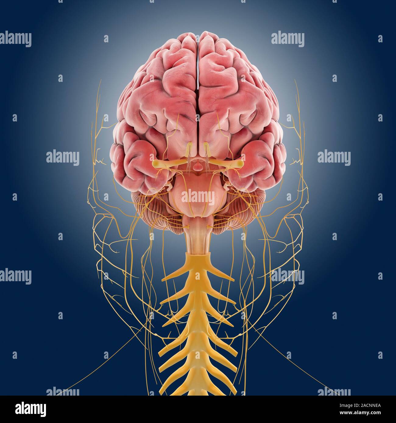 Central nervous system. Computer artwork showing the brain, cranial ...