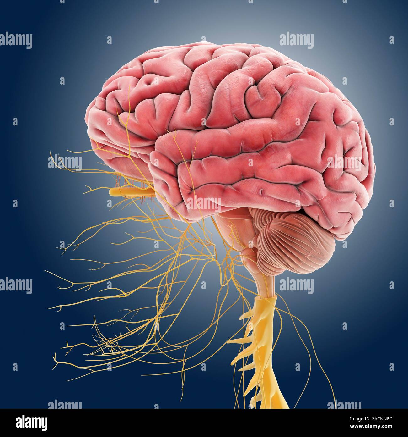 Central nervous system. Computer artwork showing the brain, cranial ...