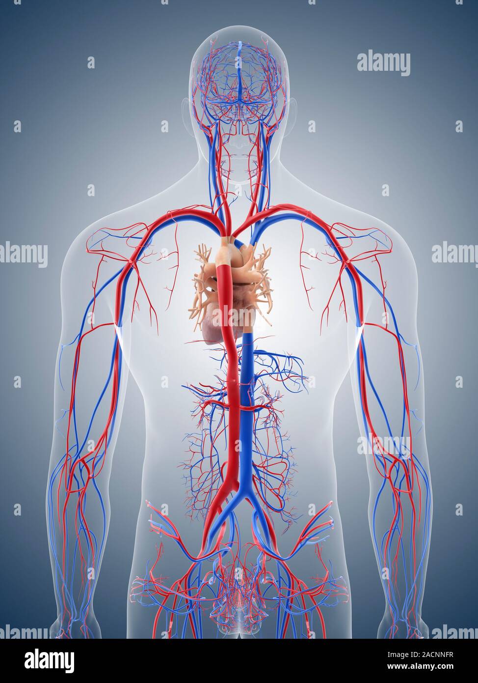 Cardiovascular system, computer artwork. The heart (upper centre) is a