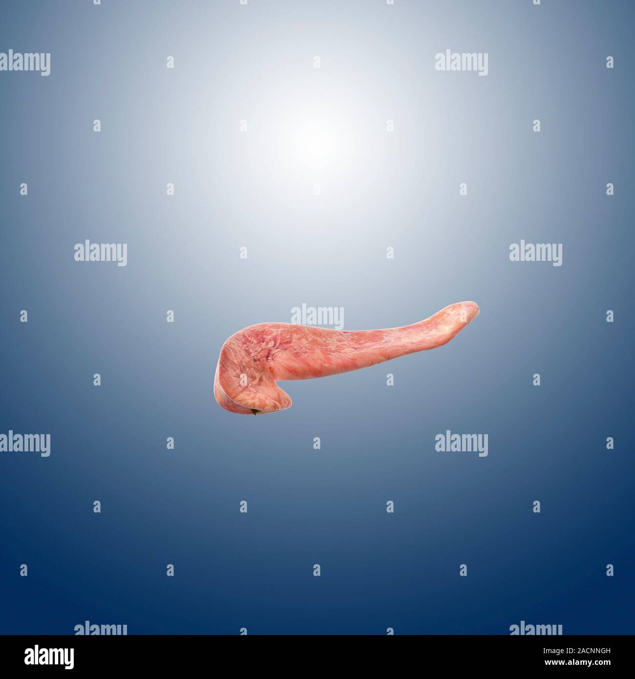 Human pancreas, computer artwork. The pancreas secretes digestive enzymes as well as hormones