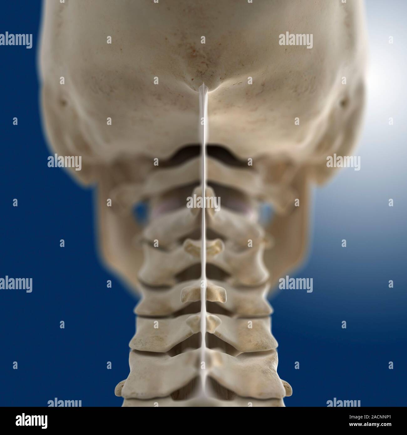Nuchal ligament. Computer artwork showing the bones of the neck and ...
