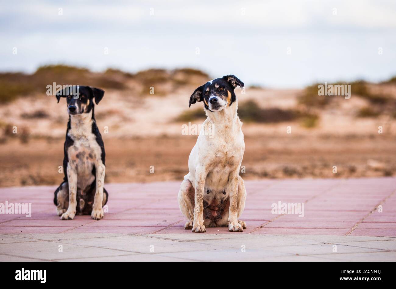 Two Dogs Look White dogs curious look hi-res stock photography and images - Alamy