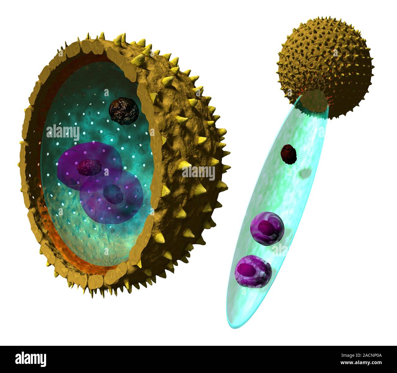 Pollen cell structures. Pollen grains are the male reproductive ...