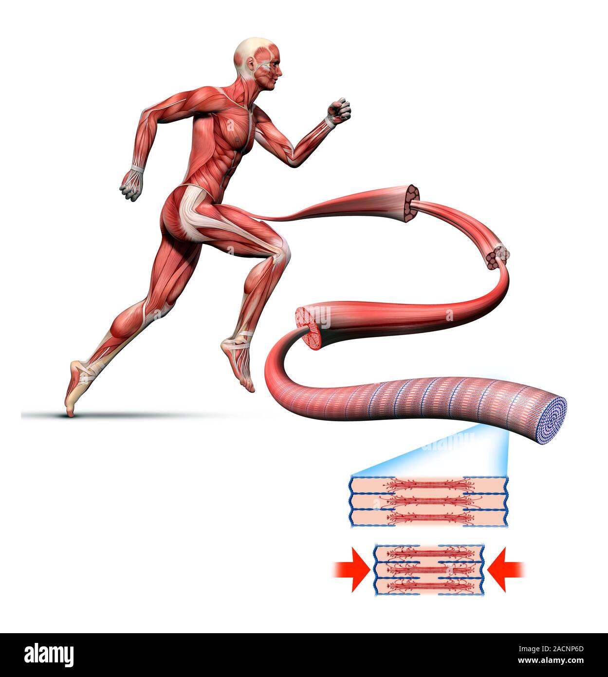 Human muscle fibres. Diagram showing the structure of human muscles