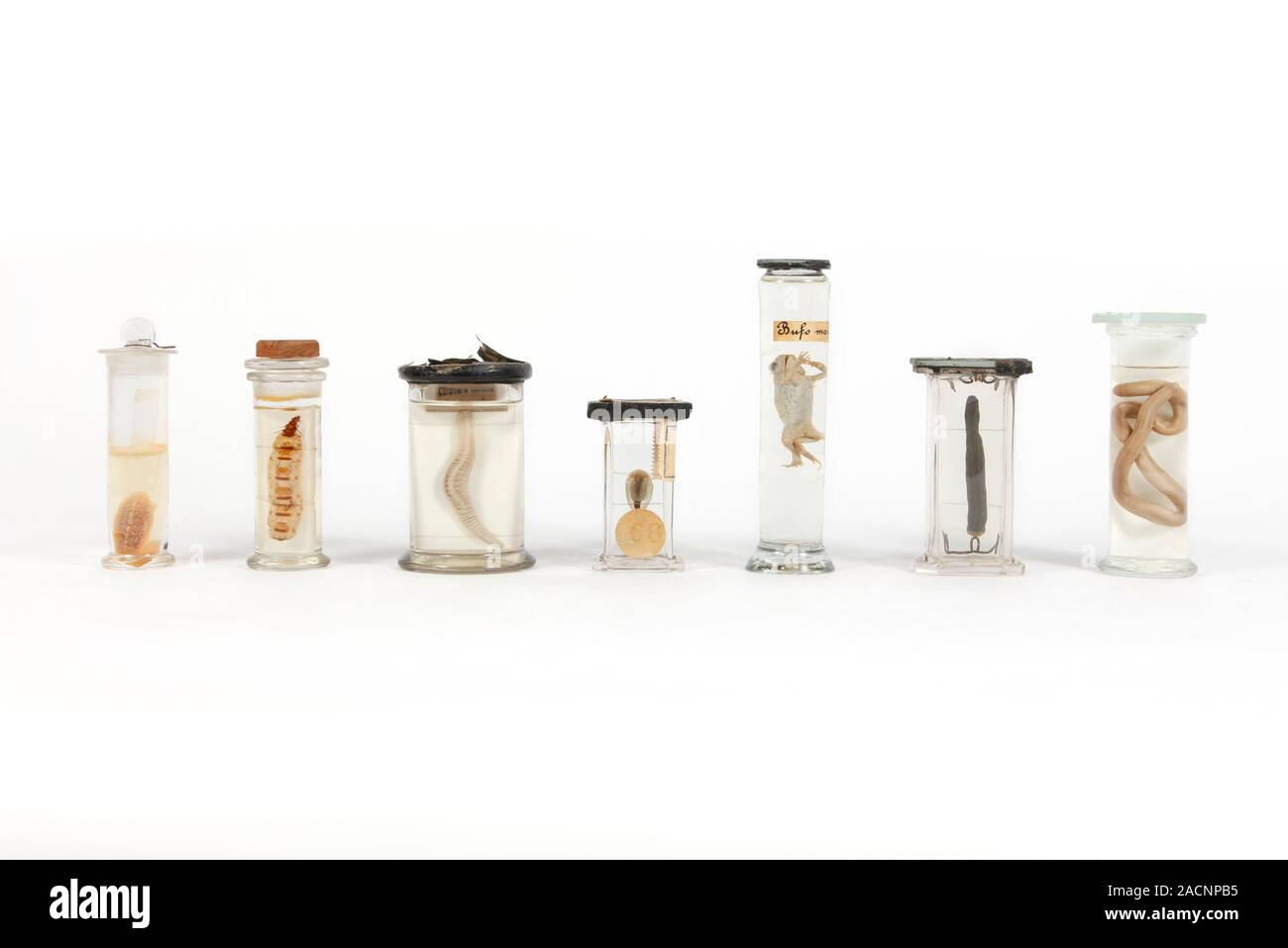 19th Century embalmed animal specimens. Animal specimens preserved in