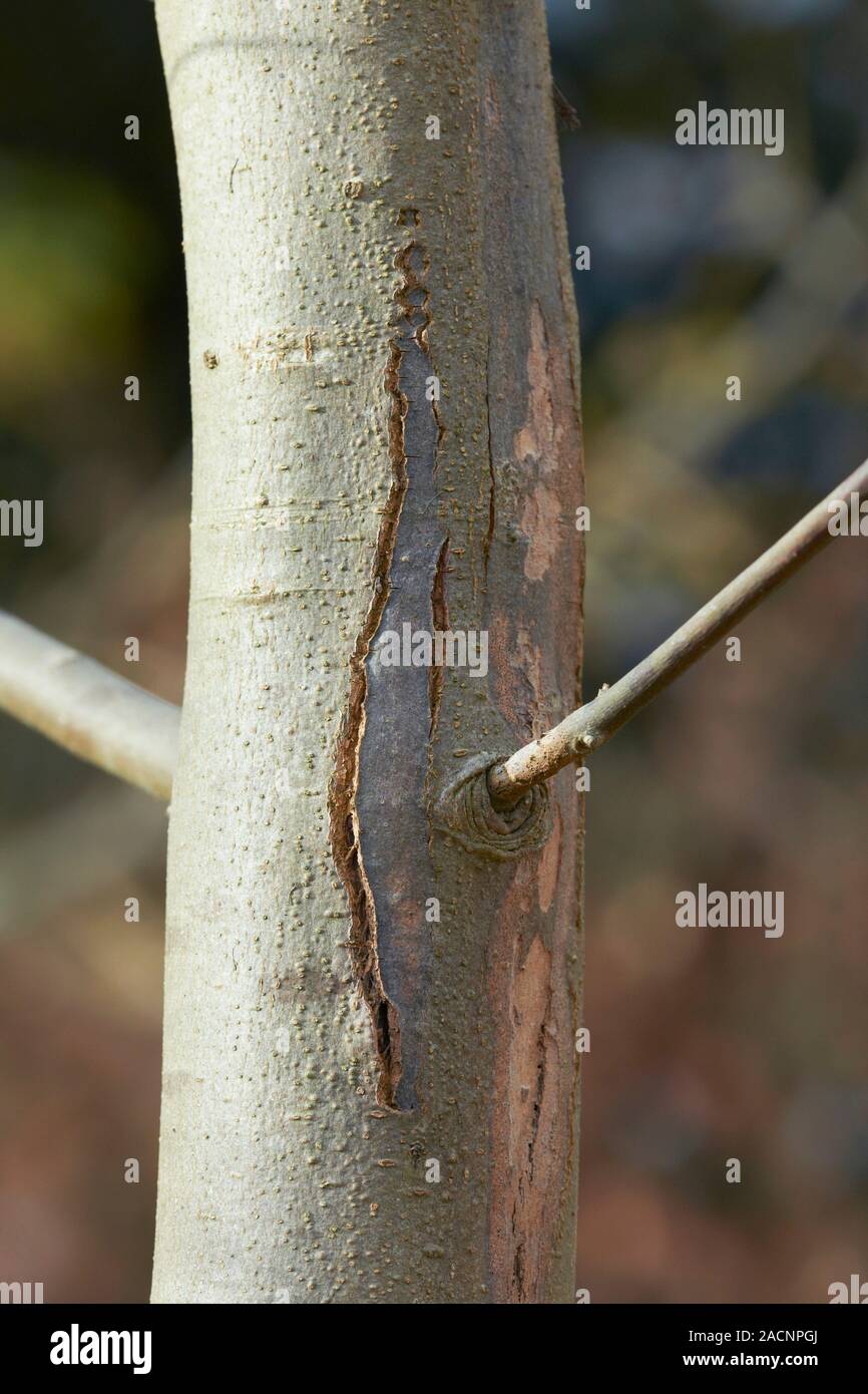 Ash dieback disease. Ash tree affected by ash dieback disease. This ash