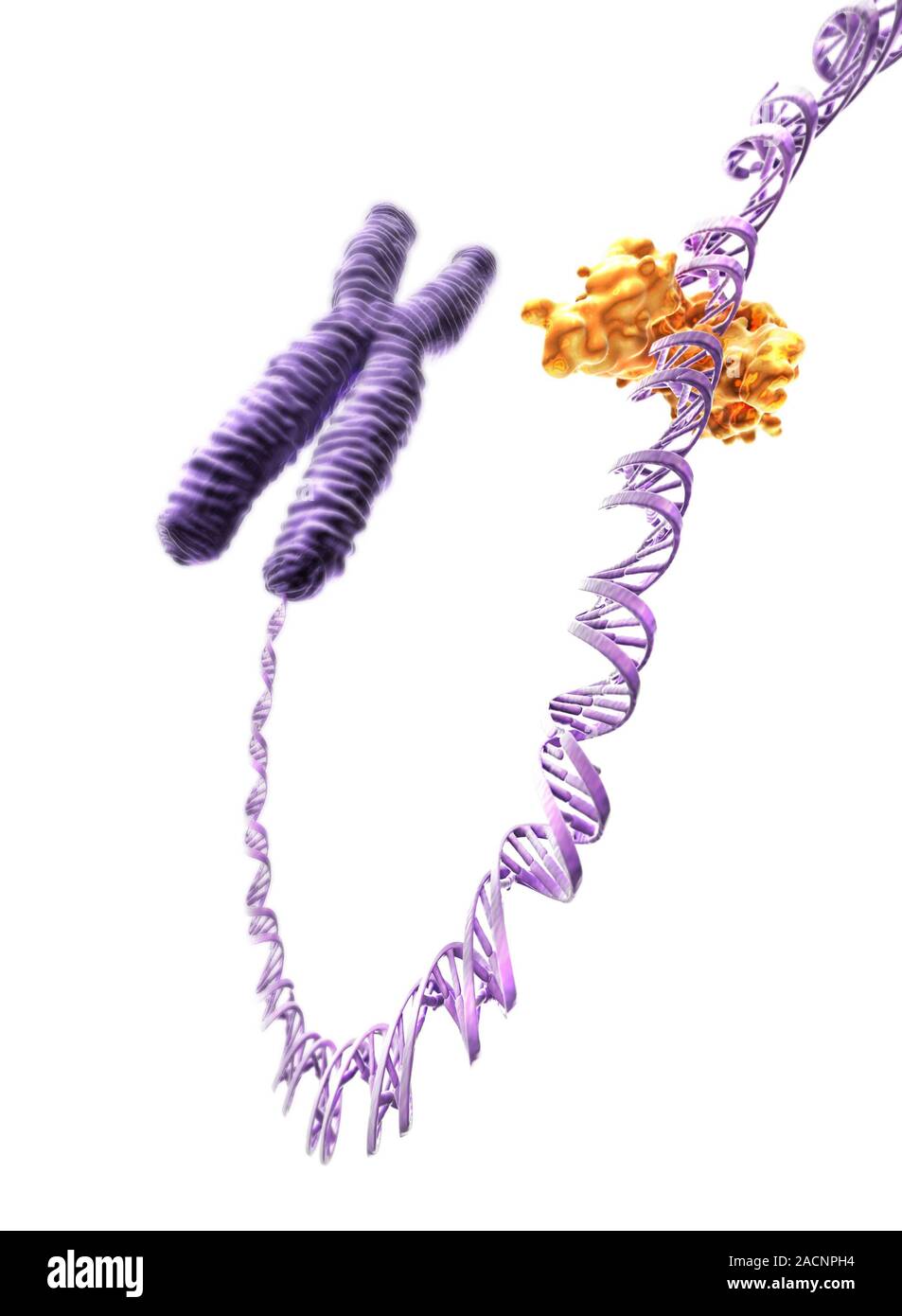 DNA repair. Computer artwork of a DNA (deoxyribonucleic acid) ligase ...