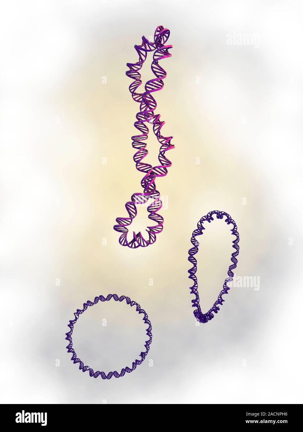 DNA supercoils. Computer artwork showing DNA (deoxyribonucleic acid) in