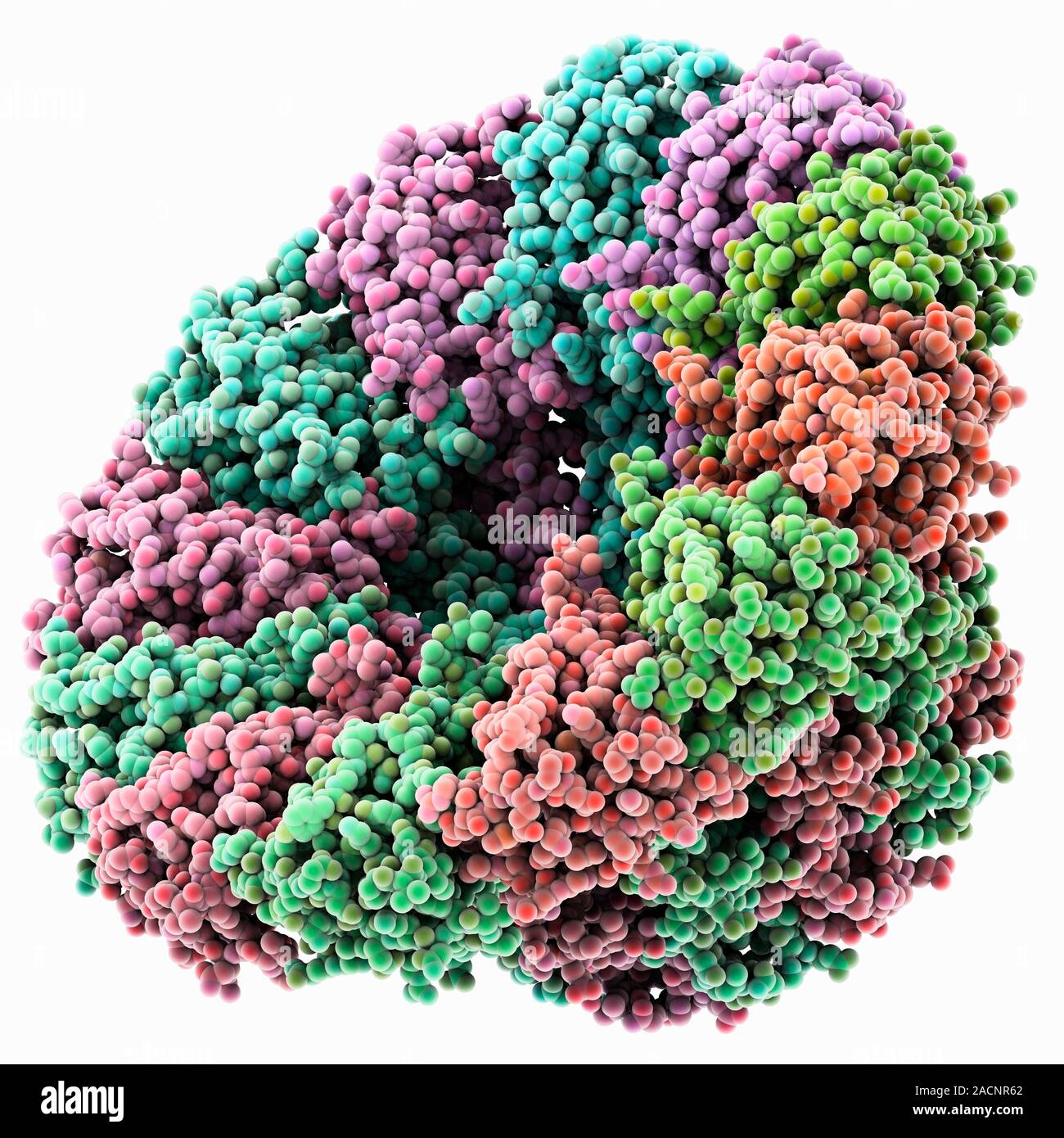 Bacteriophage connector protein. Molecular model showing the structure ...