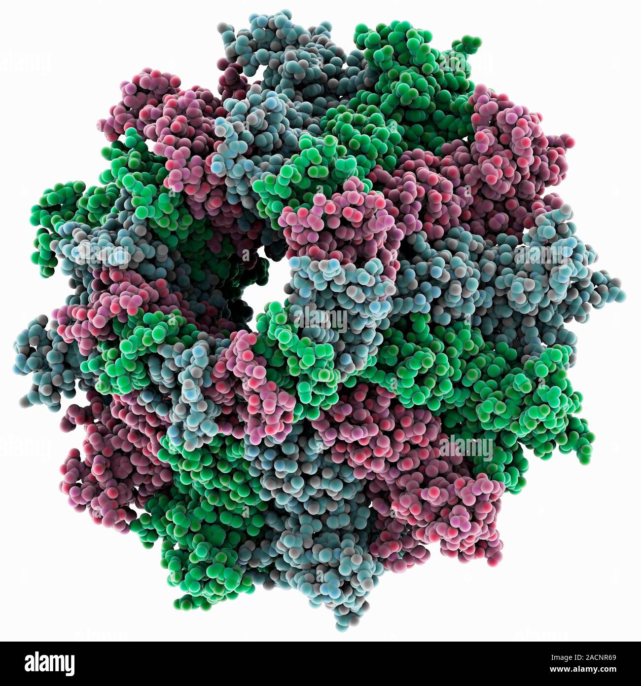 Bacteriophage portal protein. Molecular model showing the structure of ...