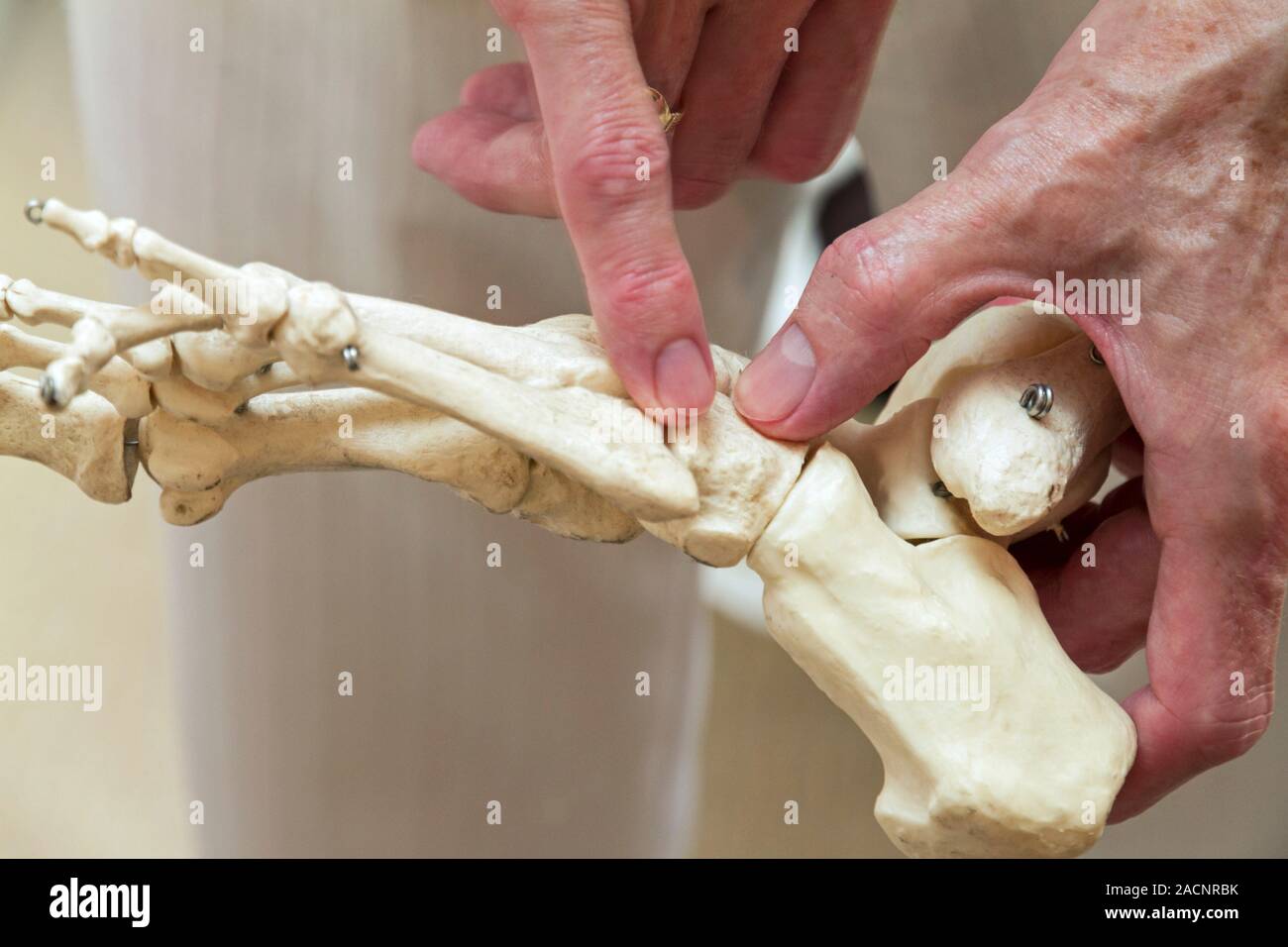 Physiotherapy. Physiotherapist using a model of the bones of the left ...