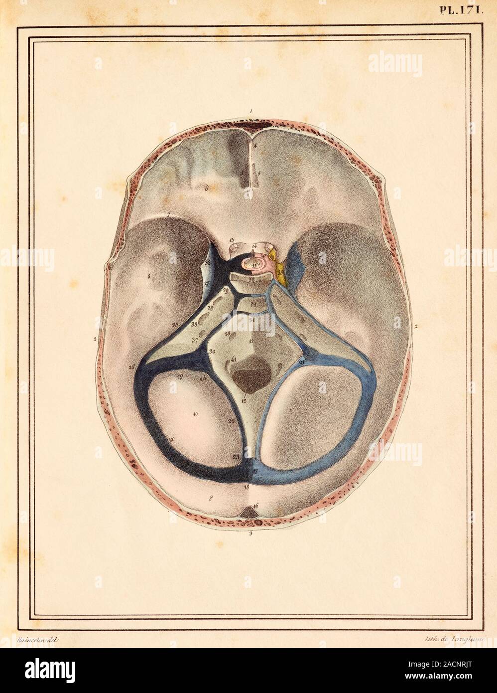 Brain sinuses. Axial section through the head at the level of the base
