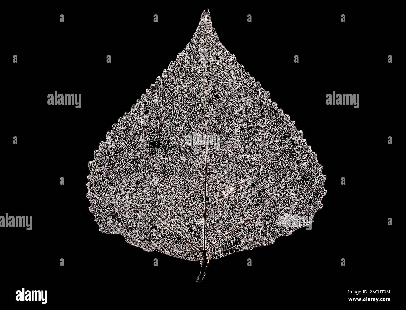 Dead black poplar (Populus nigra) leaf. Stock Photo