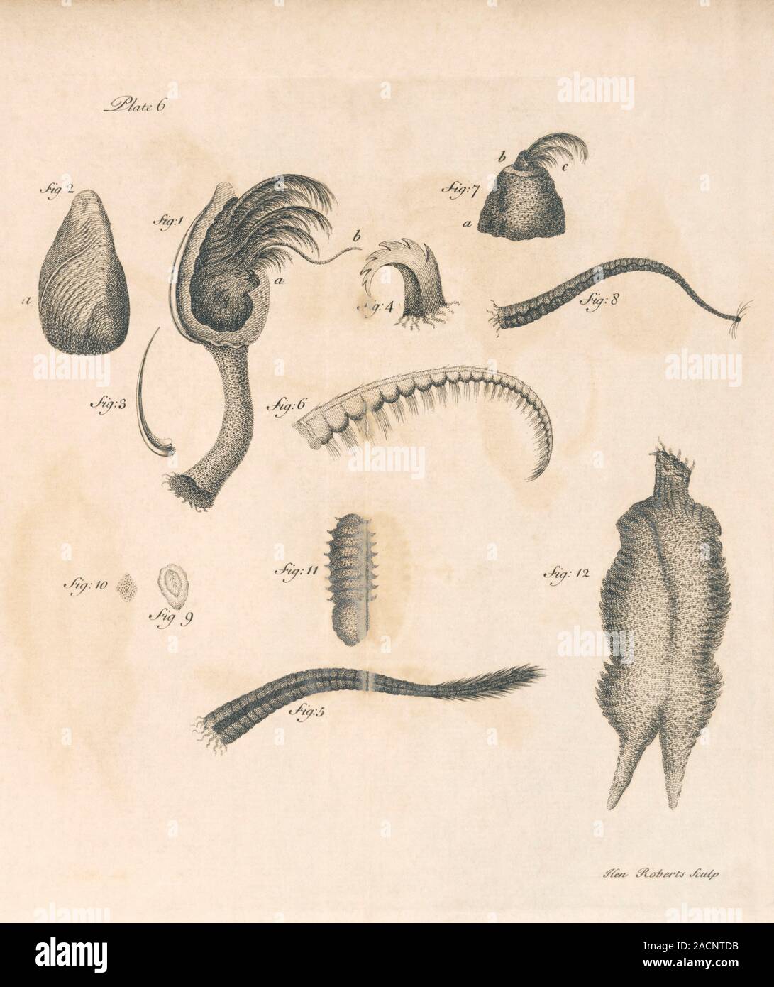 Barnacle anatomy. 18th Century artwork showing the anatomy of a ...