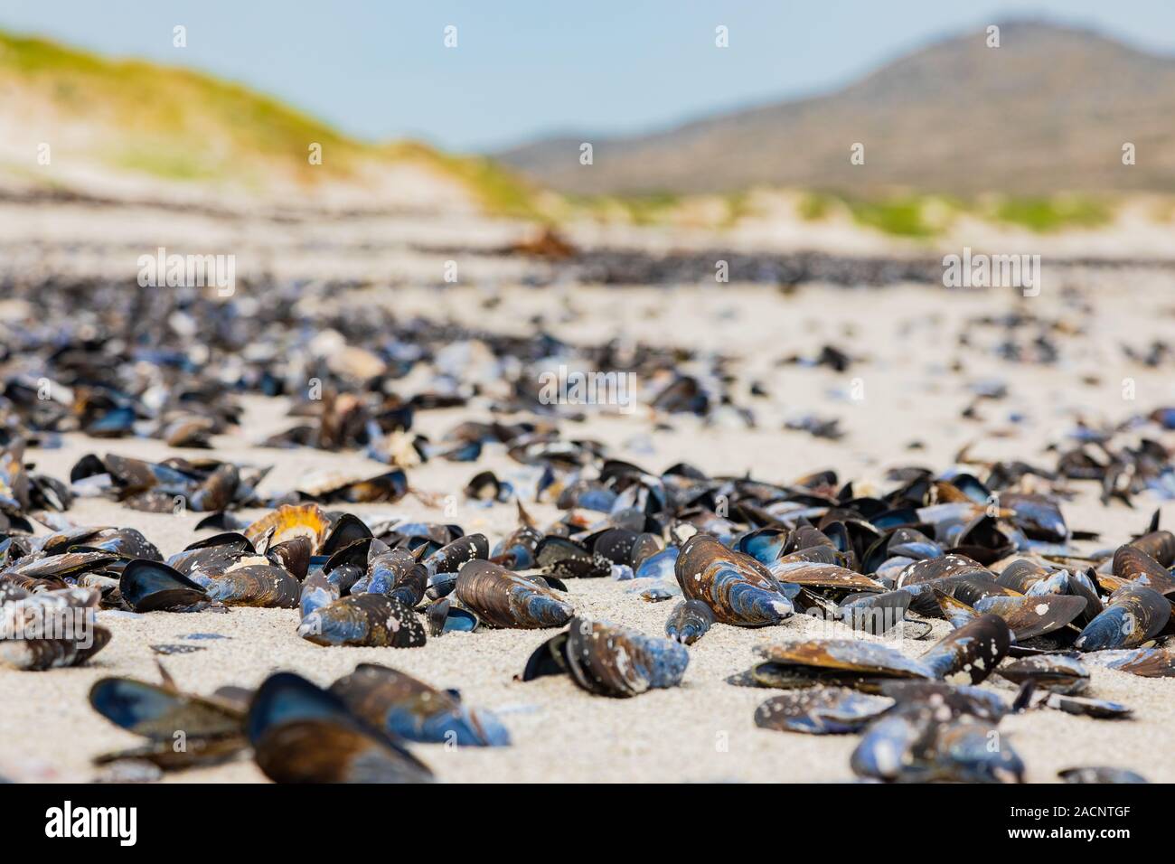 Empty Mussel shells washed up on a beach on the Western seaboard of
