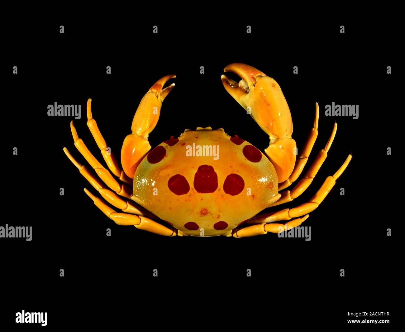 Spotted rock crab (Carpilius maculatus). This edible crab lives at a depth of 10-15 metres in the Indo-West Pacific. Its carapace (upper shell) is cov Stock Photo