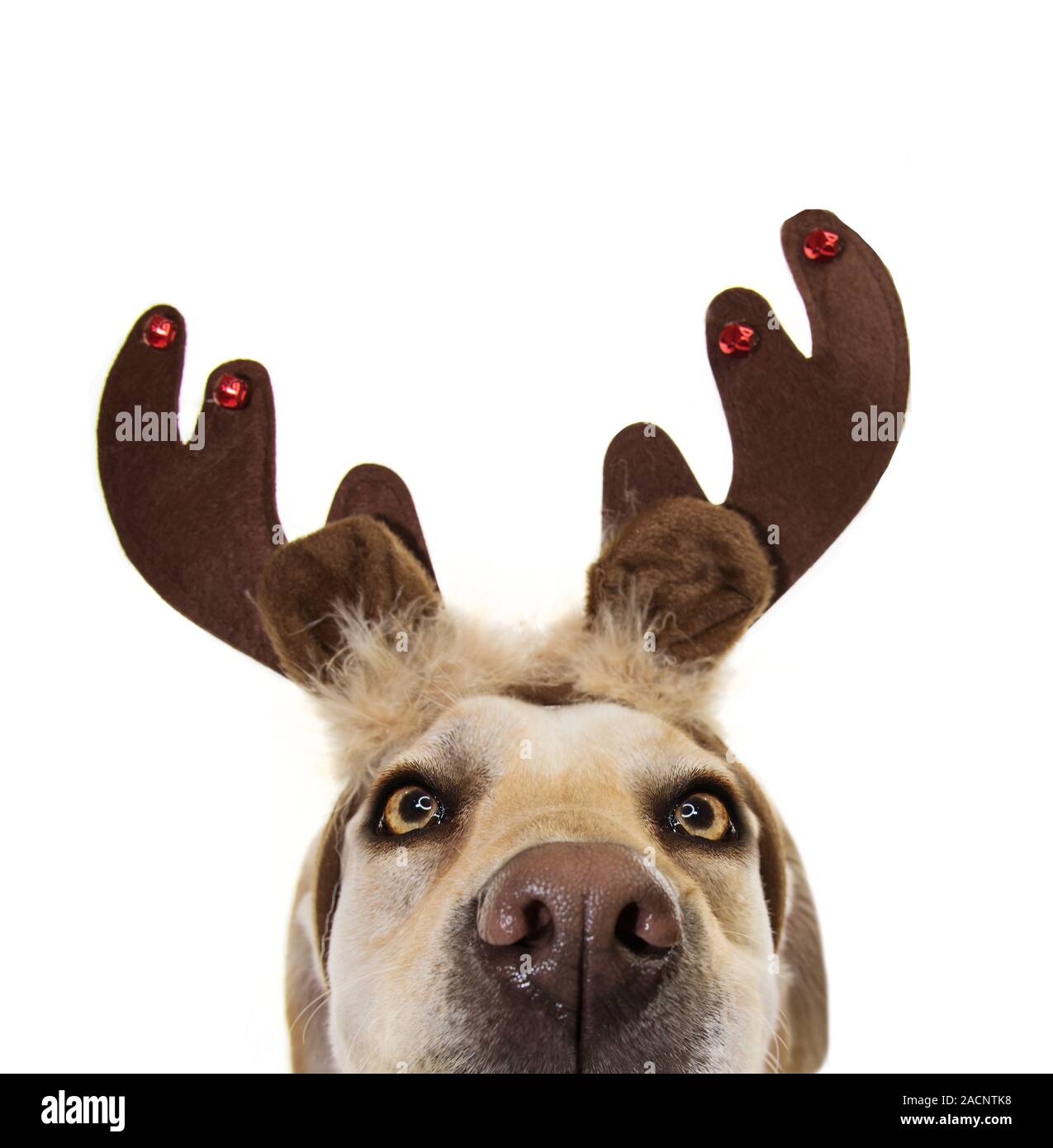 where to buy reindeer ears