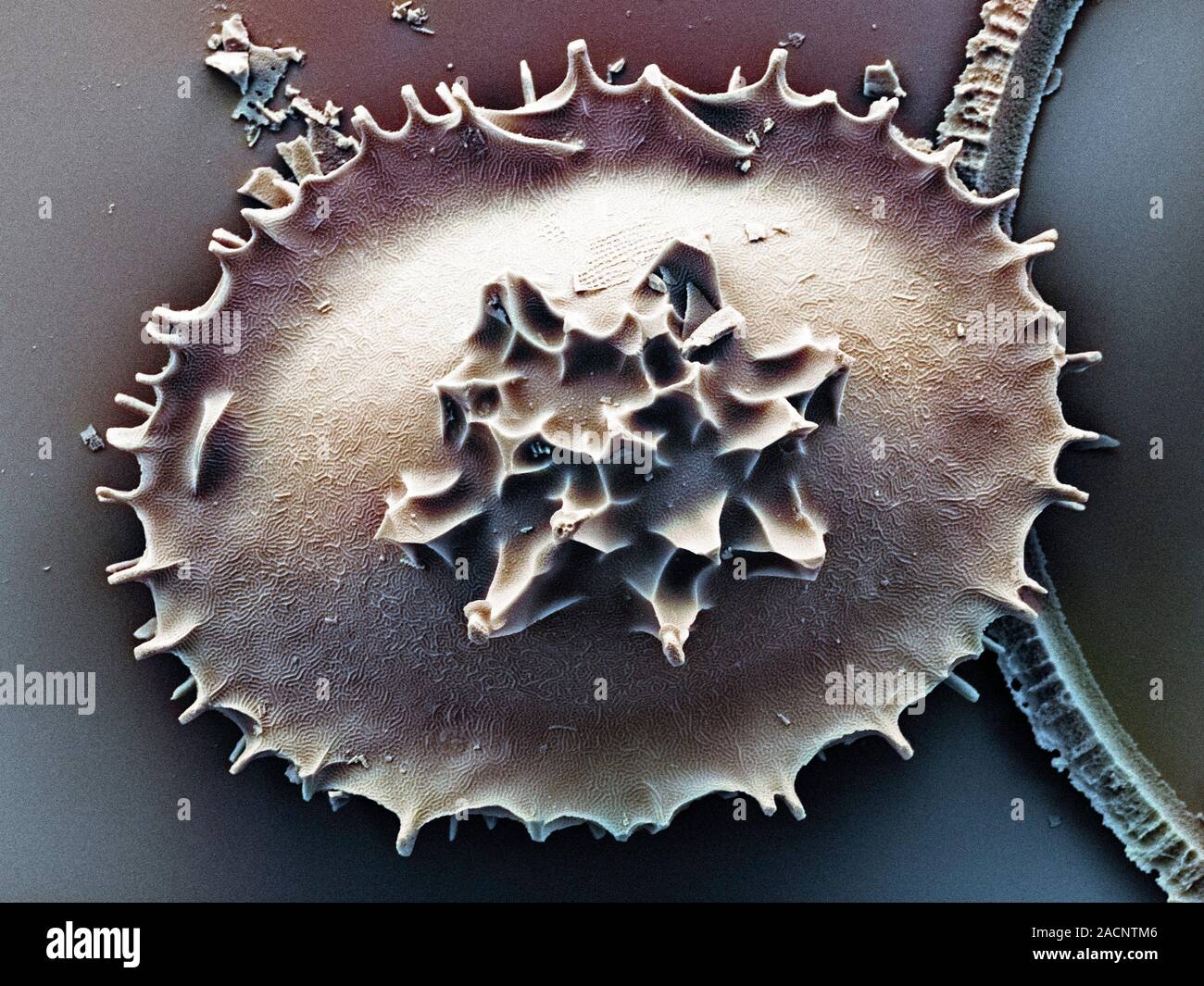 Diatom frustule. Coloured scanning electron micrograph of a diatom ...