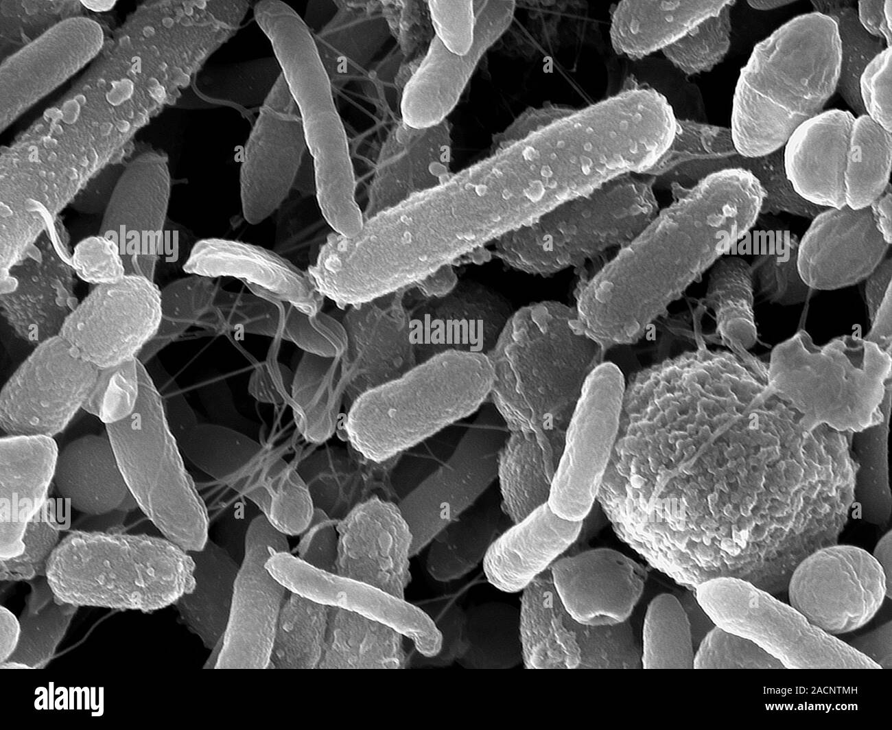 E. coli bacteria. Scanning electron micrograph (SEM) of Escherichia ...