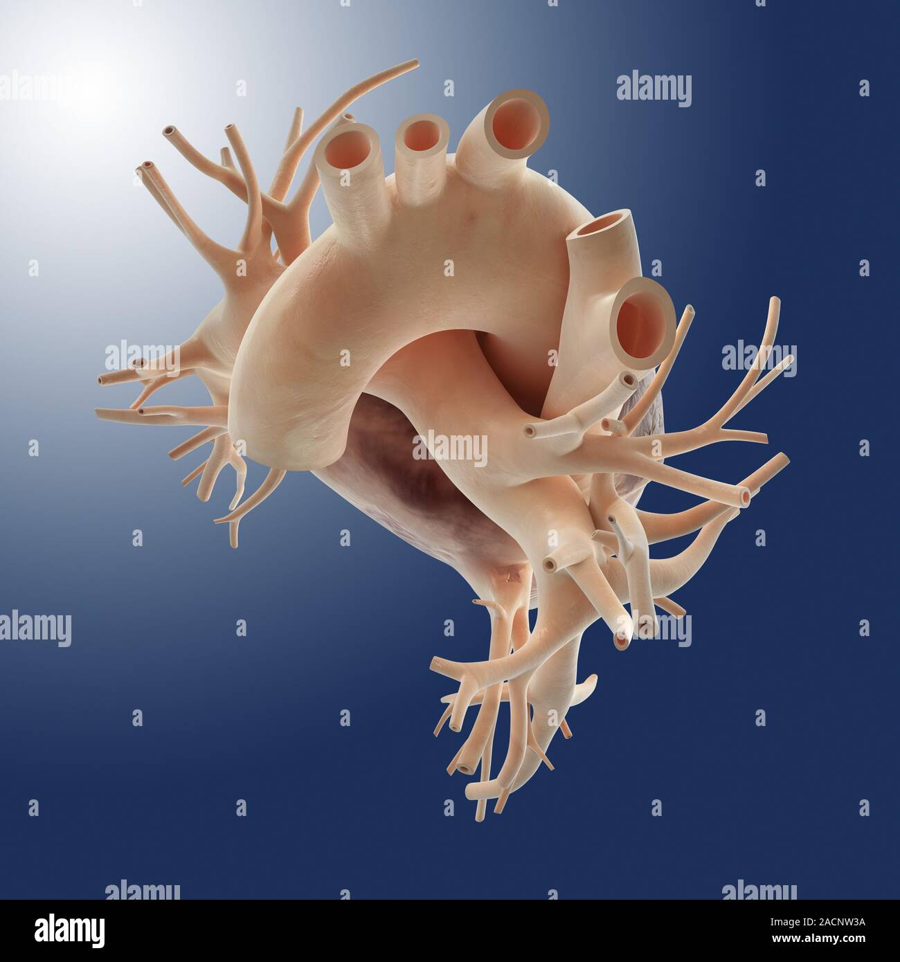Heart. Computer artwork of the heart and associated blood vessels. The
