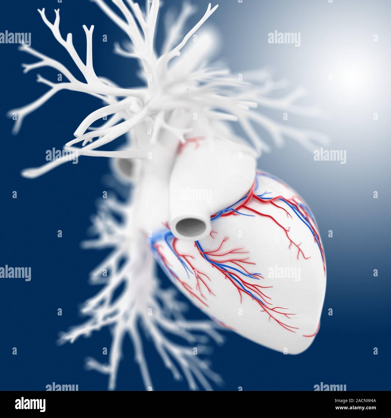 Heart. Computer artwork of the heart and associated blood vessels. The