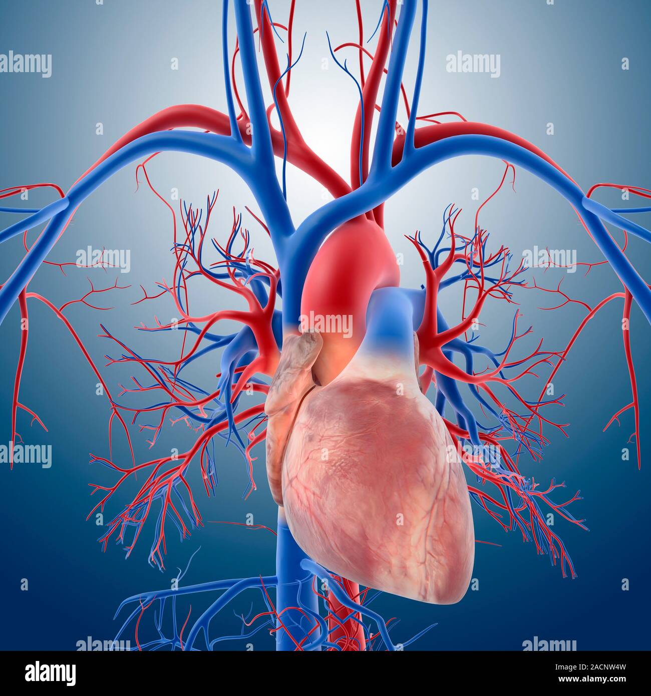 Cardiovascular system, computer artwork. The heart (centre) is a hollow