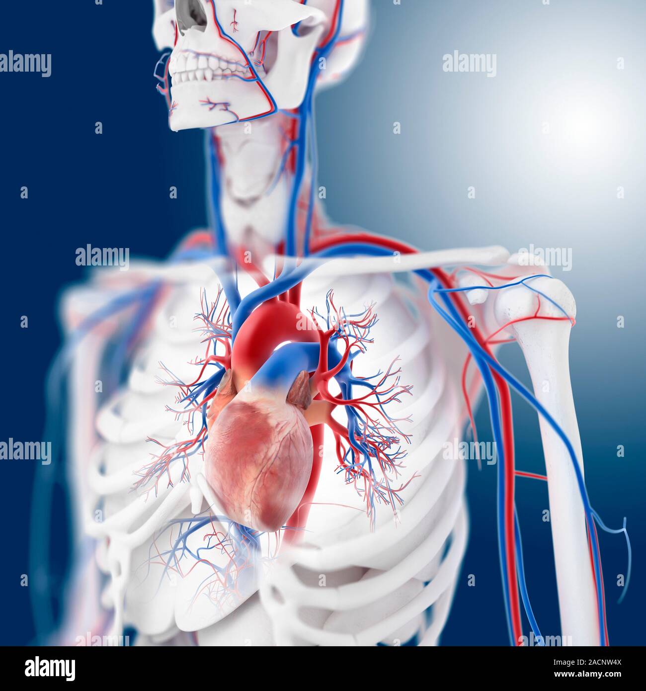 Cardiovascular system, computer artwork. The heart (centre) is a hollow