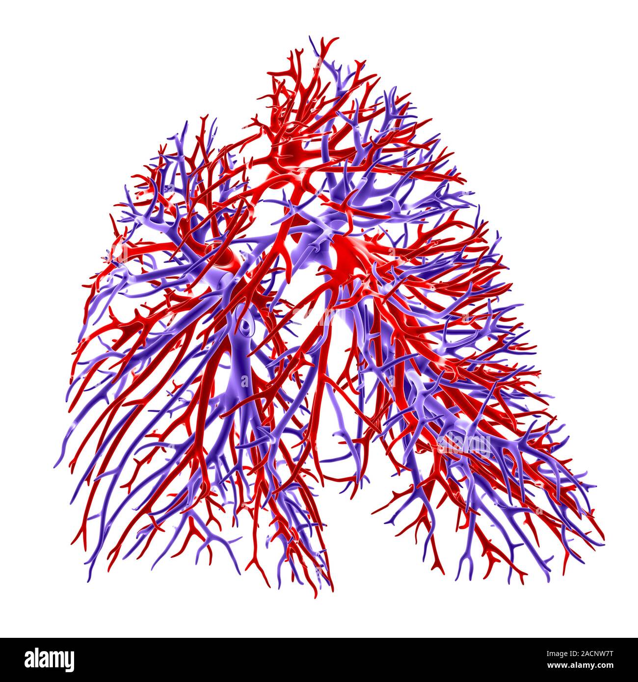 Lung blood vessels, computer artwork. Shown are the lung blood vessels