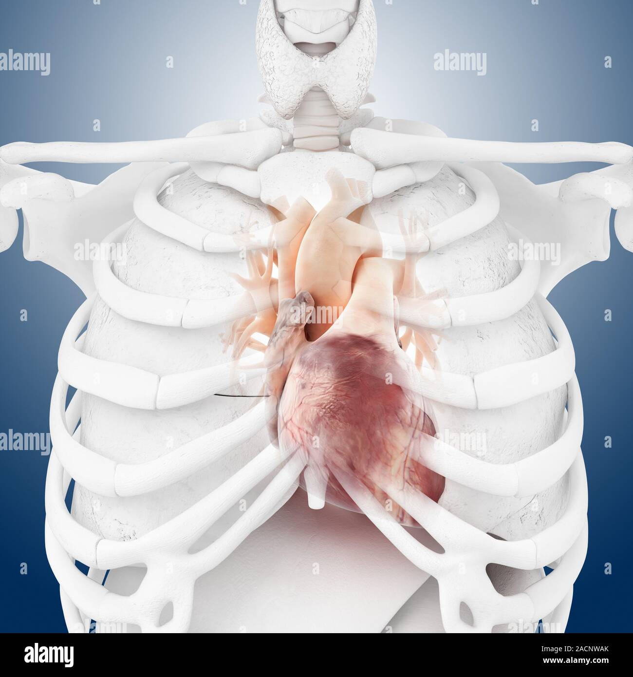 Heart. Computer artwork showing the heart and associated blood vessels