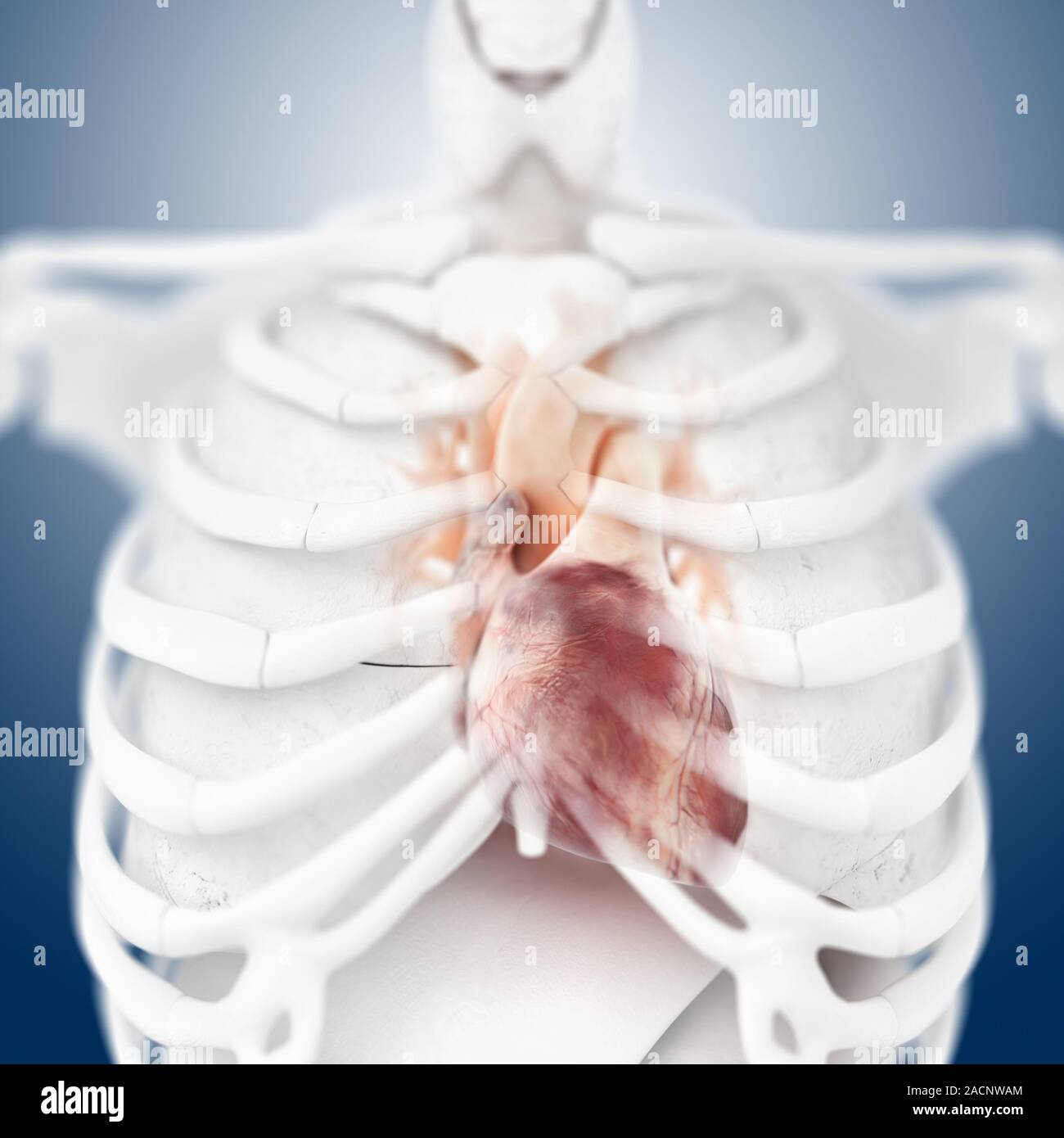 Heart. Computer artwork showing the heart and associated blood vessels