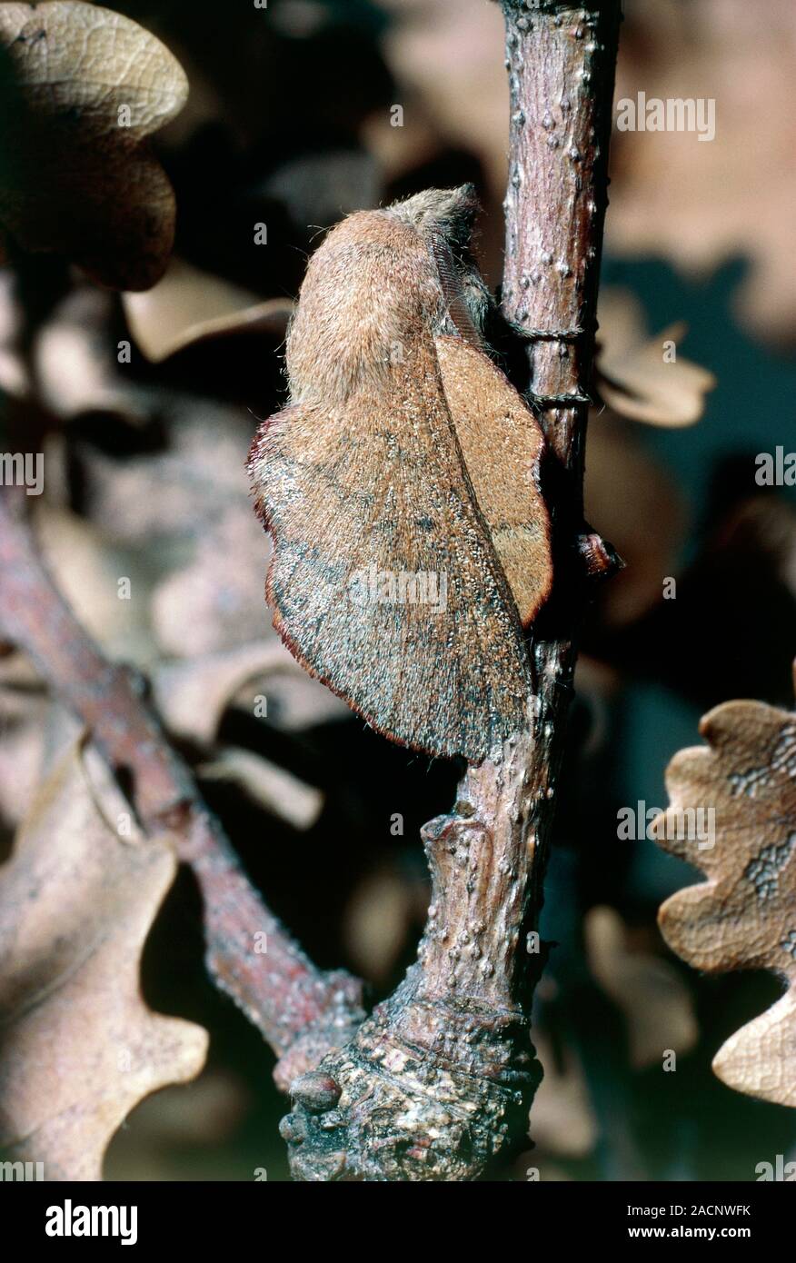 Lappet moth (Gastropacha quercifolia), camouflaged as an oak leaf. Stock Photo