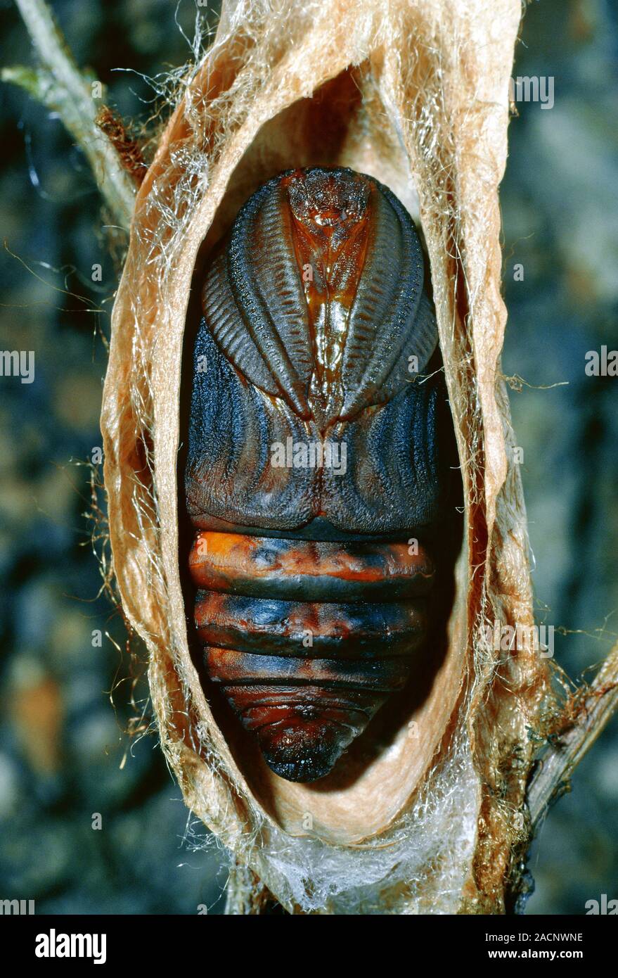 Moth Chrysalis Moth Chrysalis