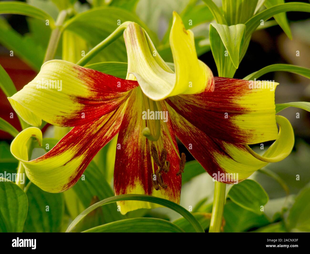 Lily (Lilium 'Nepalense') flowering in summer Stock Photo - Alamy