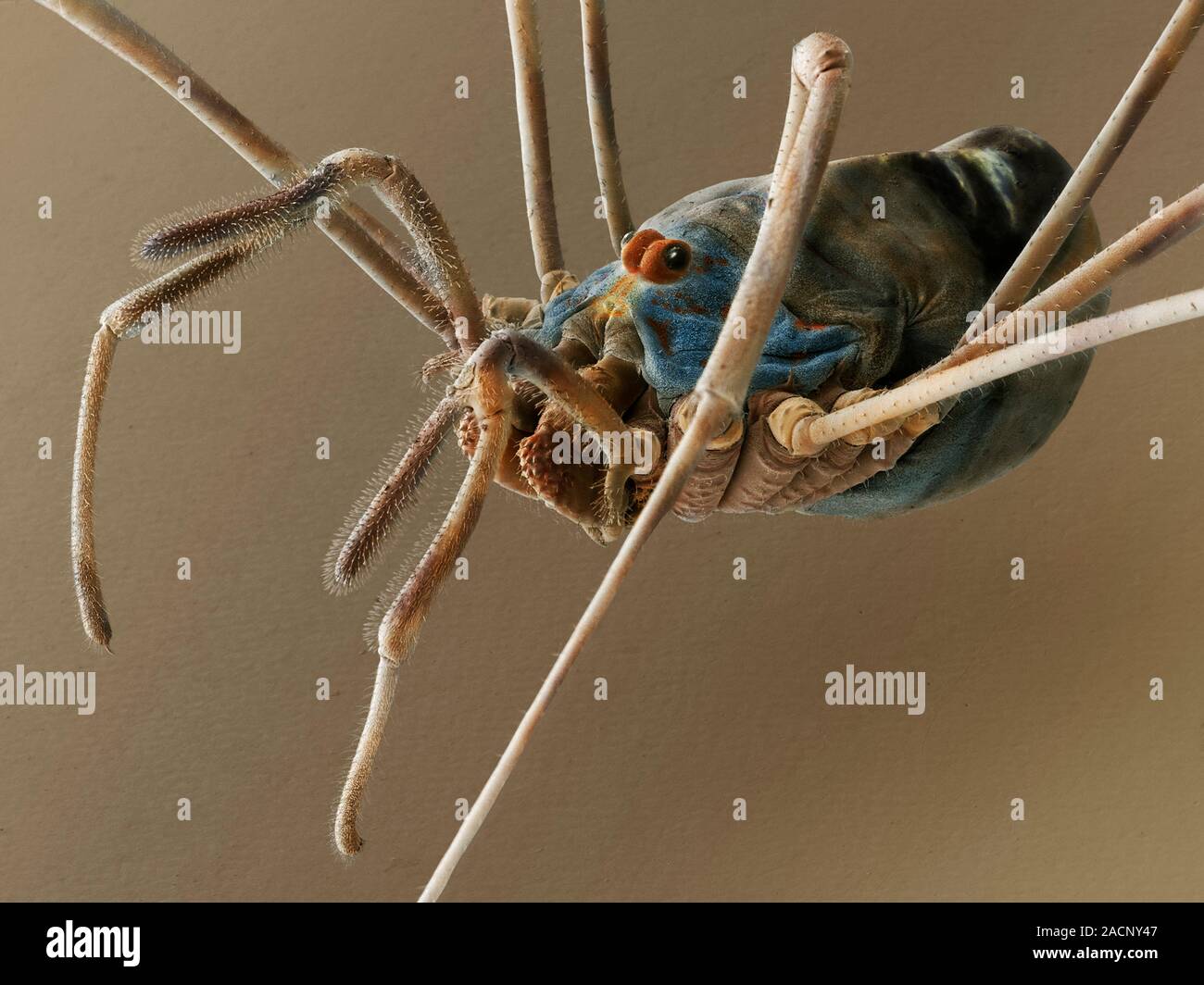 Harvestman (Dicranopalpus ramosus). Scanning electron micrograph of 