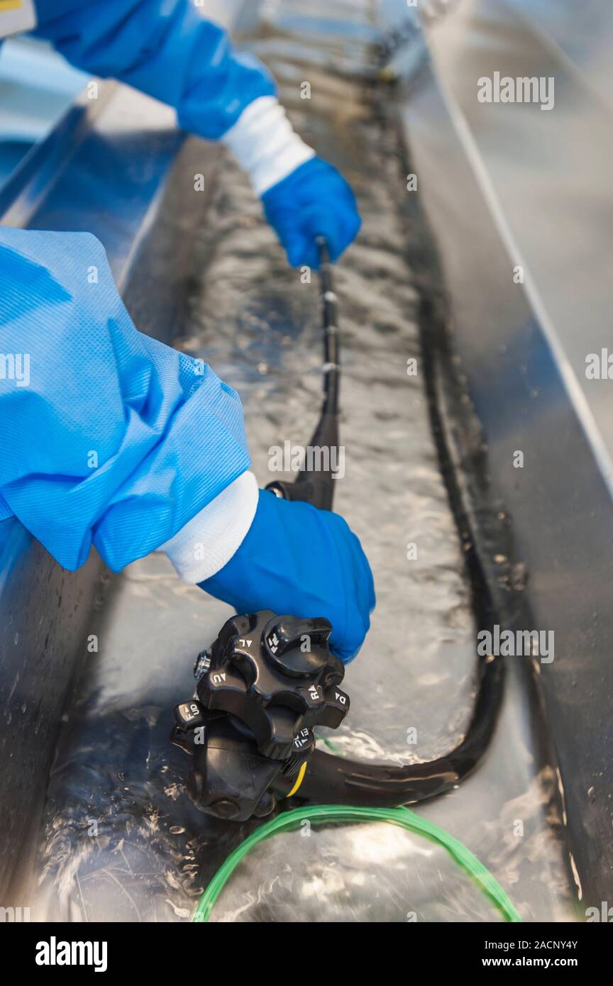 Endoscope sterilisation. Technician cleaning an endoscope in the