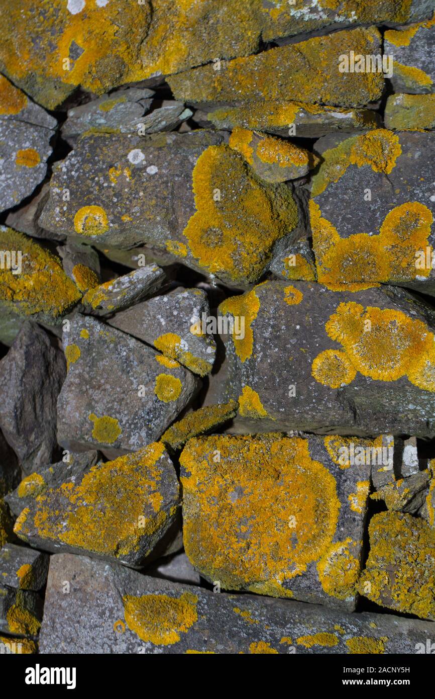 stone wall covered in yellow lichen Stock Photo