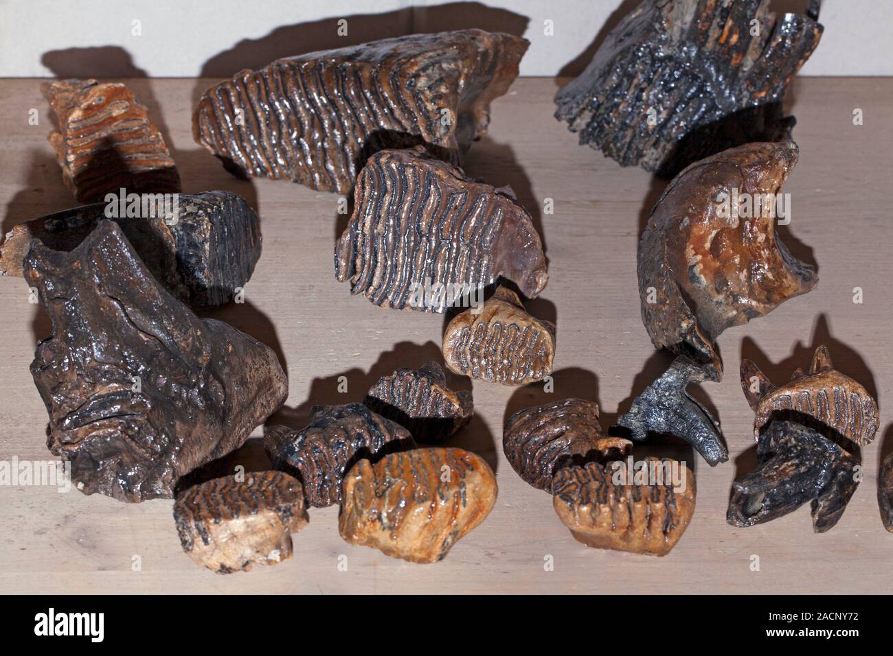 Mammoth tooth fossils. Fossilised molar teeth from juvenile mammoths (Mammuthus sp.), showing