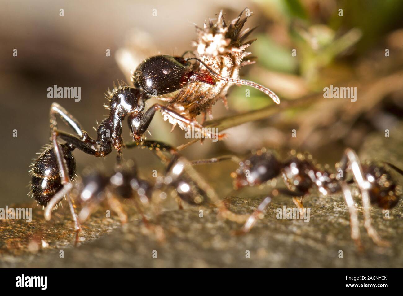 Worker ants Stock Photo