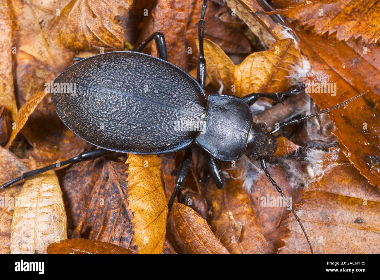 Ground beetle (Carabus coriaceus) on fallen leaves. This species of beetle is widespread in Europe, where it is primarily found in deciduous forests a Stock Photo