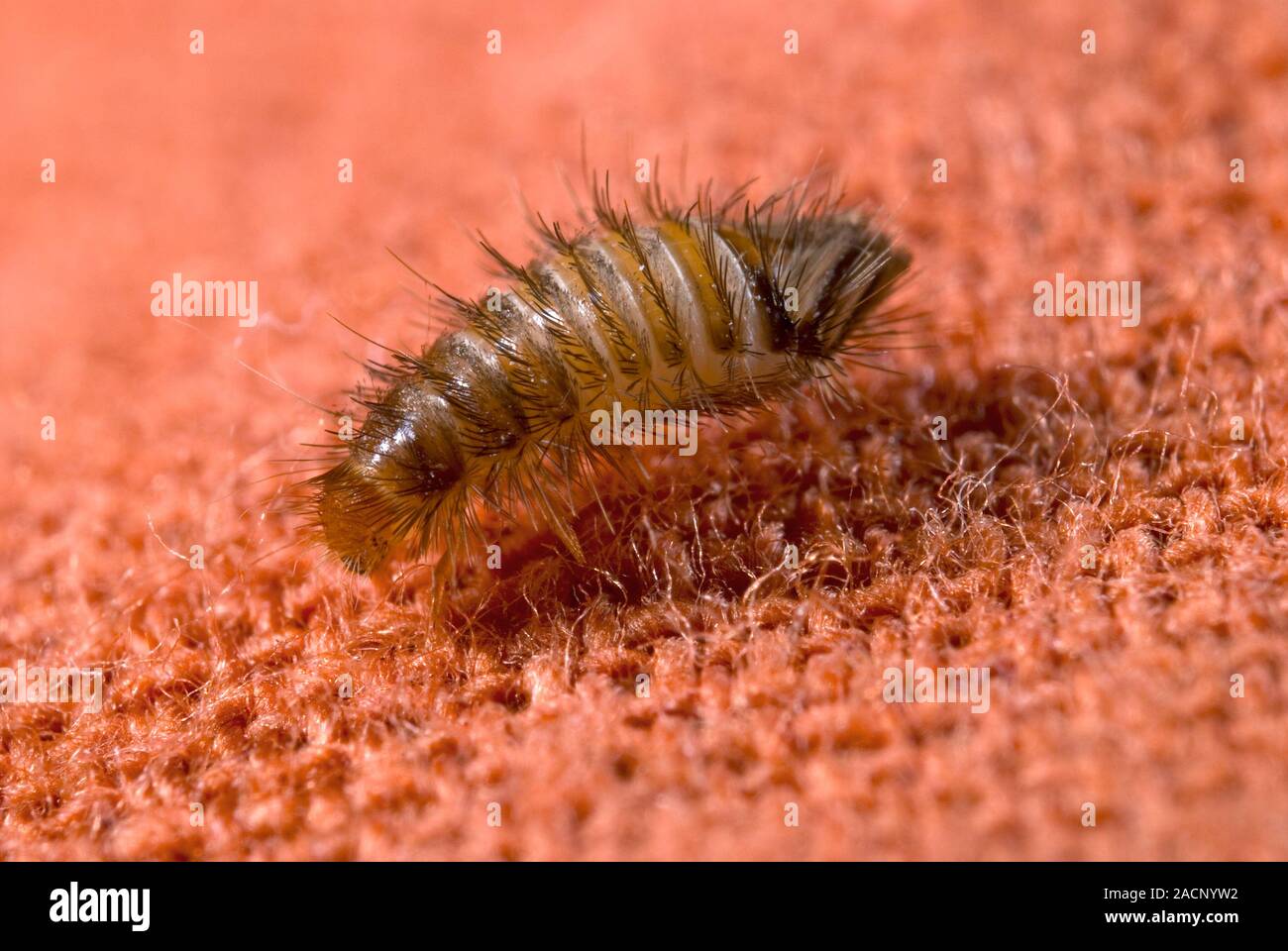 Varied carpet beetle larva. Closeup of the larva of a varied carpet