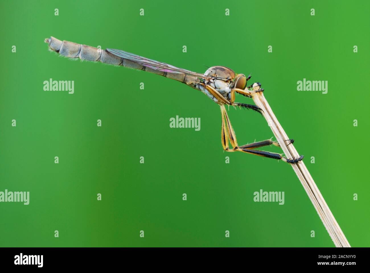 Robber fly (Leptogaster cylindrica) on a plant stalk. Robber flies ...