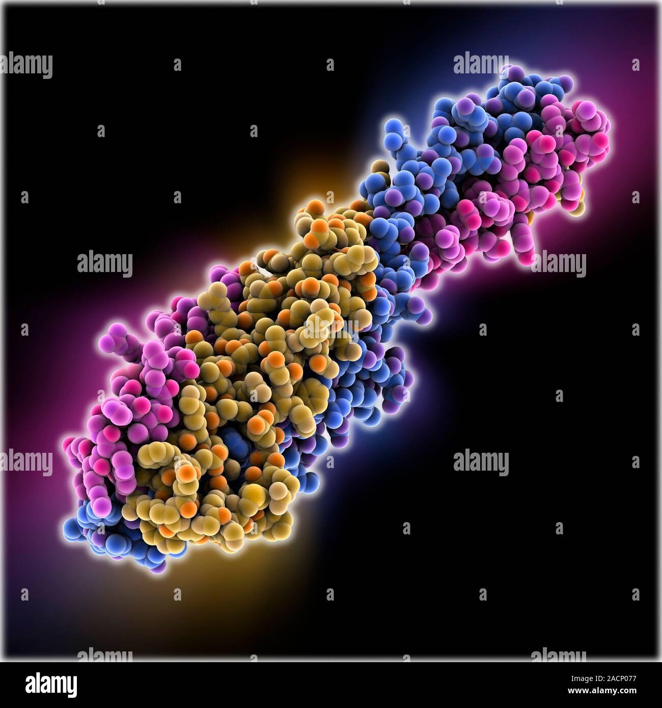 Ebola virus glycoprotein. Computer model showing the structure of a GP2 ...